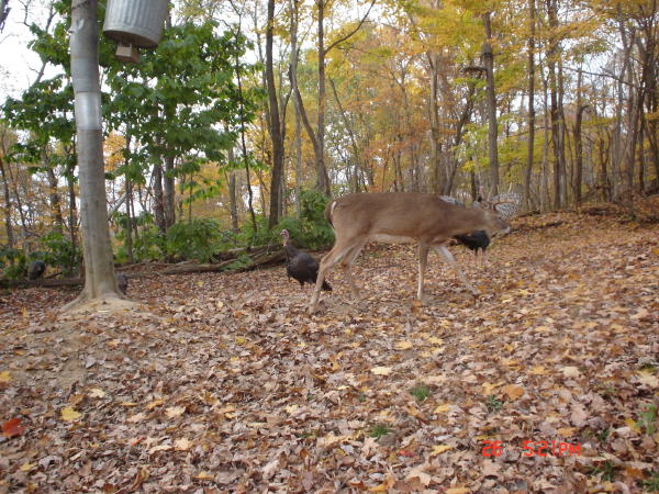 9 point buck and turkeys